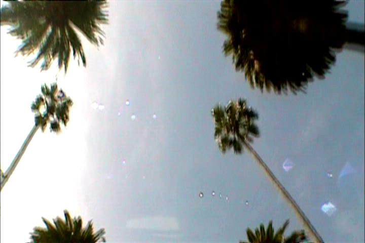 Palm trees shot from below, Los Angeles